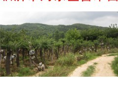 工厂定制高难度涤纶拼接束口袋多色包边工艺尼龙拉绳背包袋|银|有色金属|冶金矿产|产品|中国黄页网